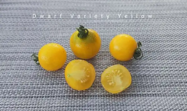 Tomaten: Dwarf Variety Yellow