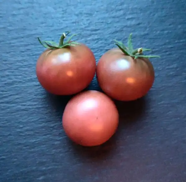 Tomaten: Dwarf Velvet Night