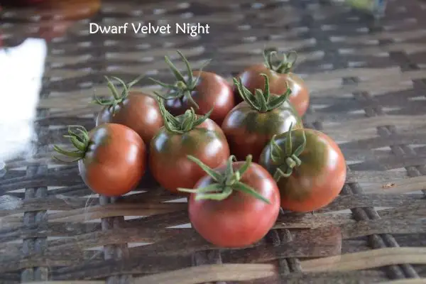 Tomaten: Dwarf Velvet Night