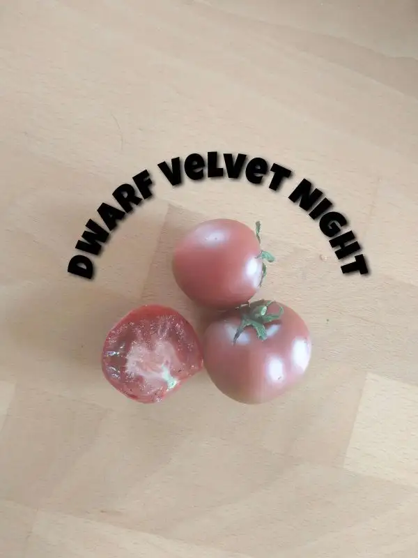 Tomaten: Dwarf Velvet Night