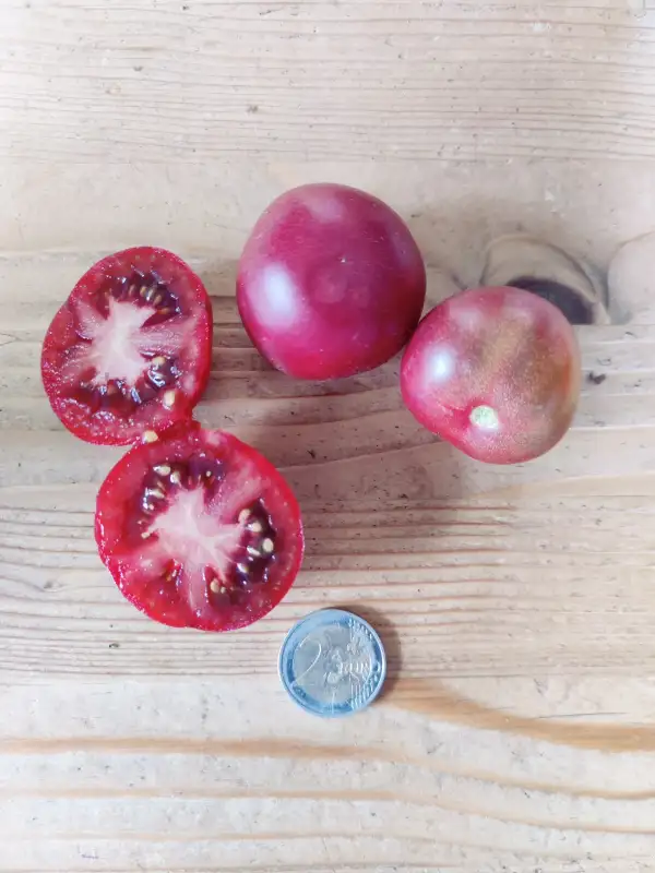 Tomaten: Dwarf Velvet Night Buschtomate