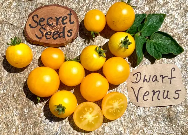 Tomaten: Dwarf Venus