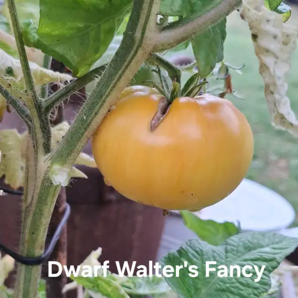Tomaten: Dwarf Walter
