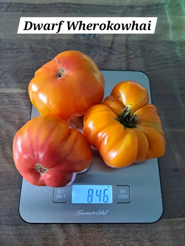 Tomaten: Dwarf Wherokowhai