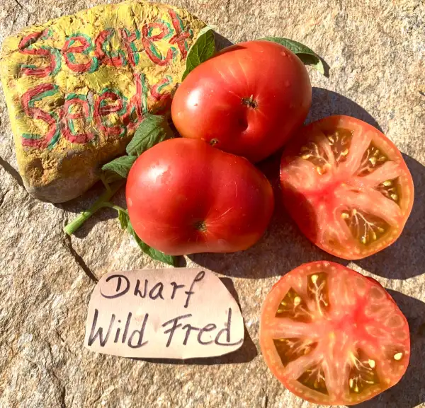 Tomaten: Dwarf Wild Fred