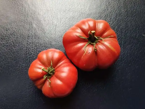 Tomaten: Dwarf Wild Spudleaf