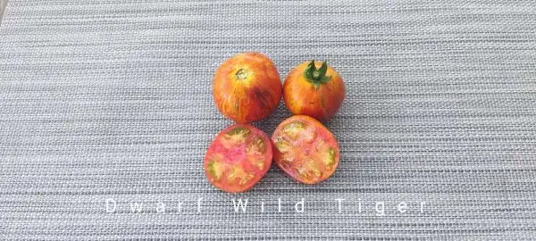 Tomaten: Dwarf Wild Tiger