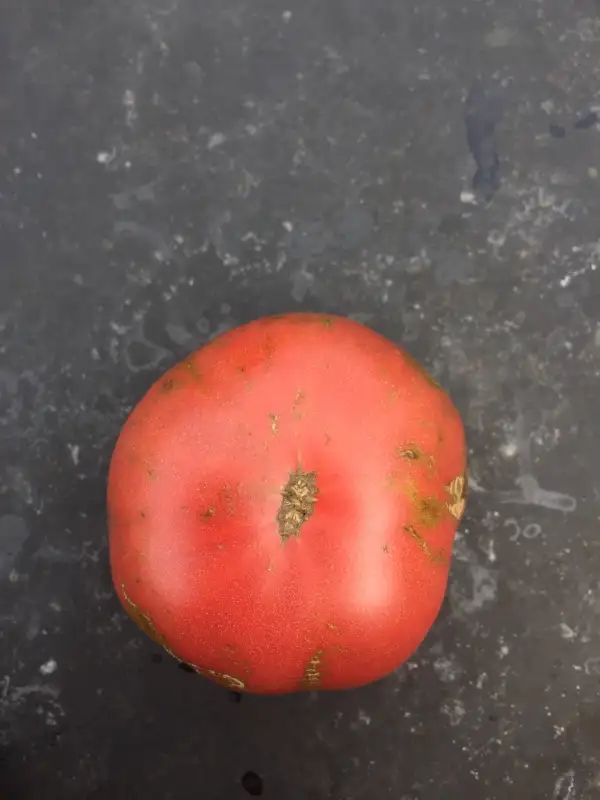 Tomaten: Dwarf Wildfred