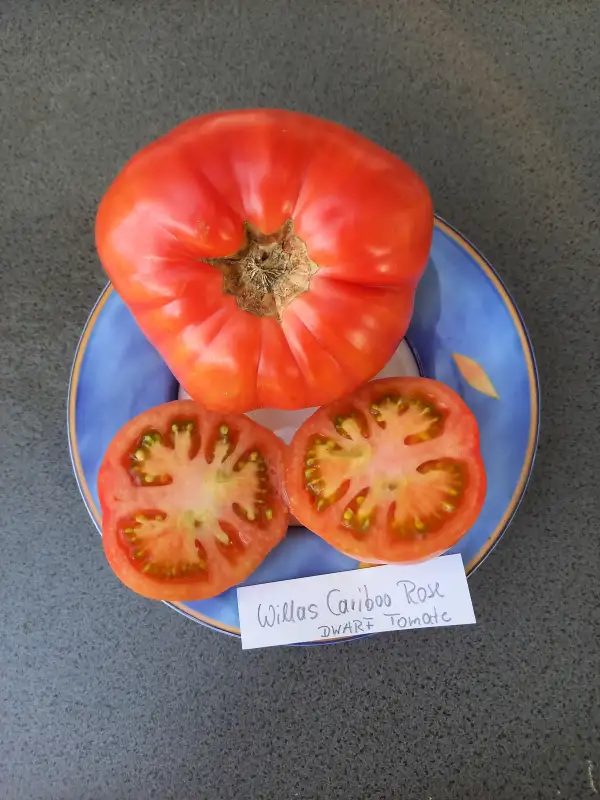 Tomaten: Dwarf Willas Cariboo Rose