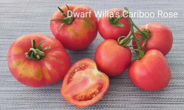 Tomaten: Dwarf Willas Cariboo Rose