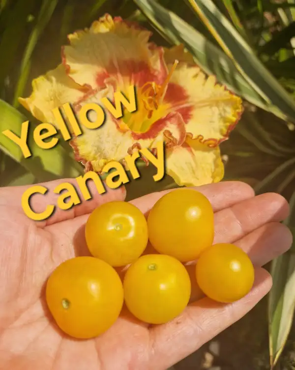 Tomaten: Dwarf Yellow Canary