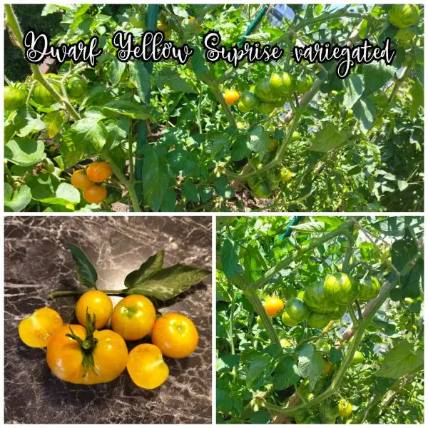 Tomaten: Dwarf Yellow Suprise Variegated