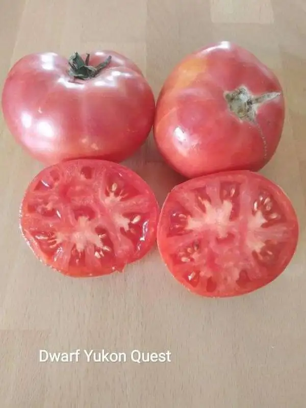 Tomaten: Dwarf Yucon Quest