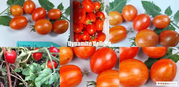 Tomaten: Dynamite delight - Zwergtomate