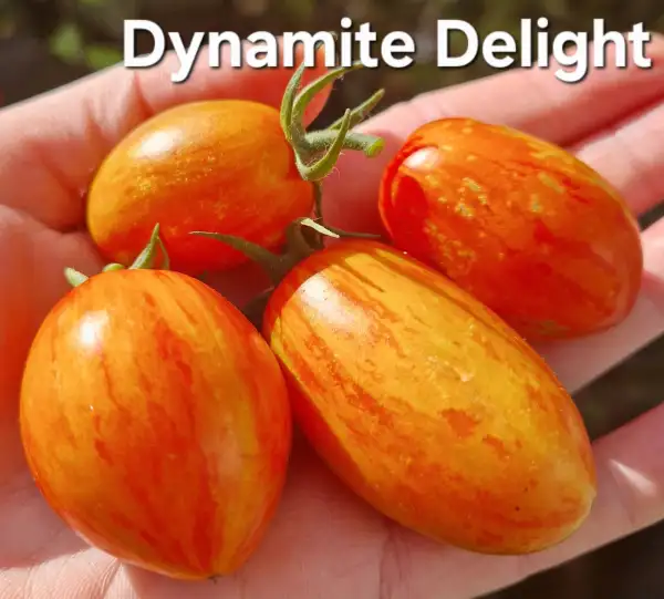 Tomaten: Dynamite Delight