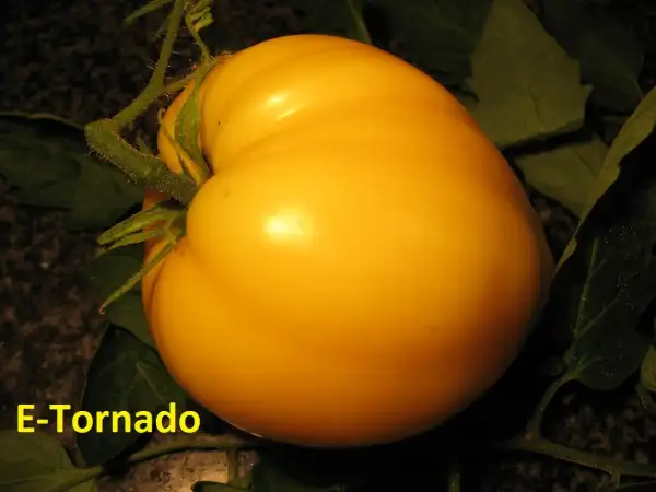 Tomaten: E-Tornado