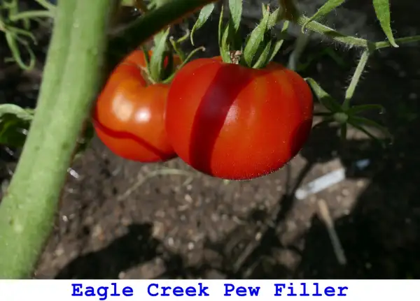 Tomaten: Eagle Creek Pew Filler