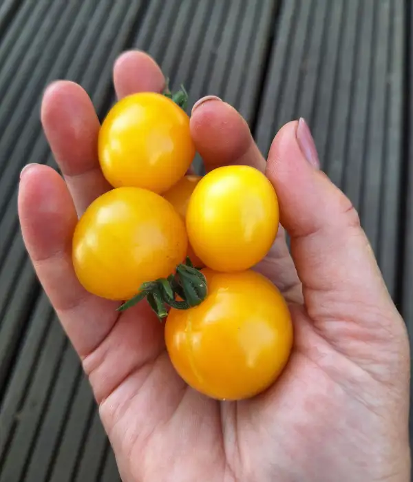 Tomaten: Eagle Smiley