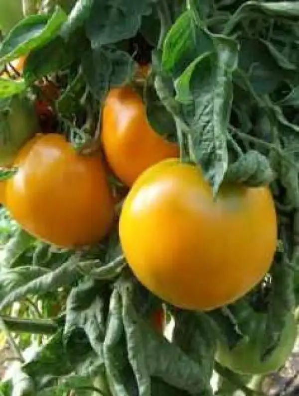 Tomaten: Earl of Edgecombe