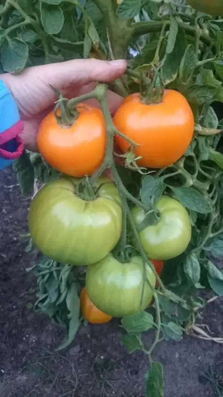 Tomaten: Earl of Edgecombe