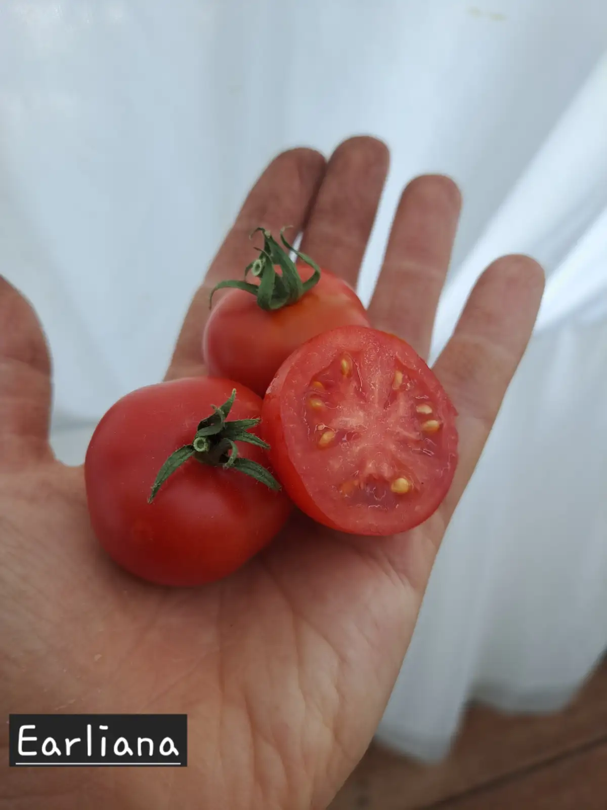 Tomaten: Earliana 2025