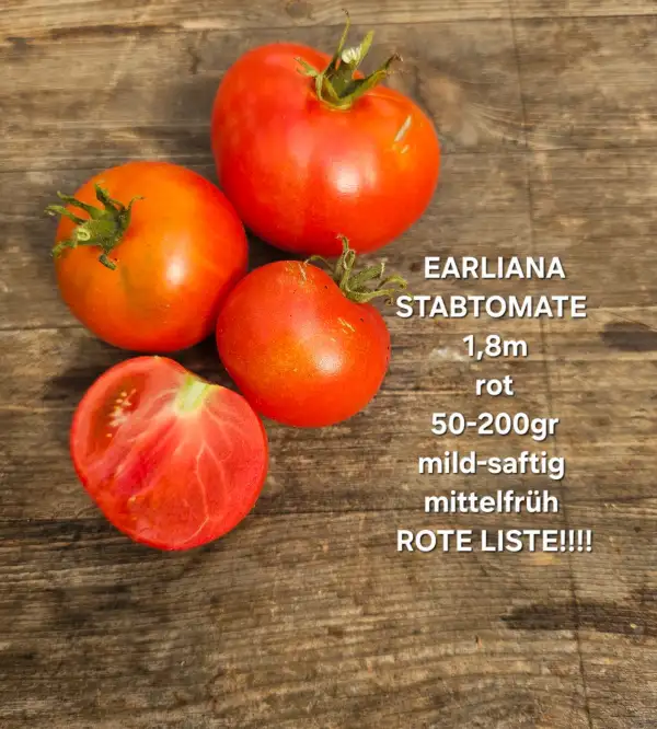 Tomaten: Earliana