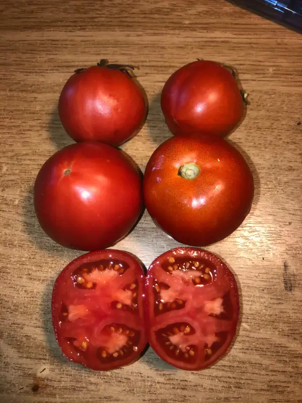 Tomaten: Earlianna