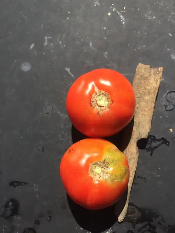 Tomaten: Early Dwarf Red