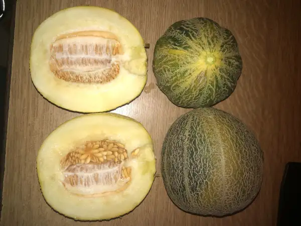Obst: Early Extra Nutmeg melone