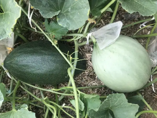 Melonen: Early Grushorka melone