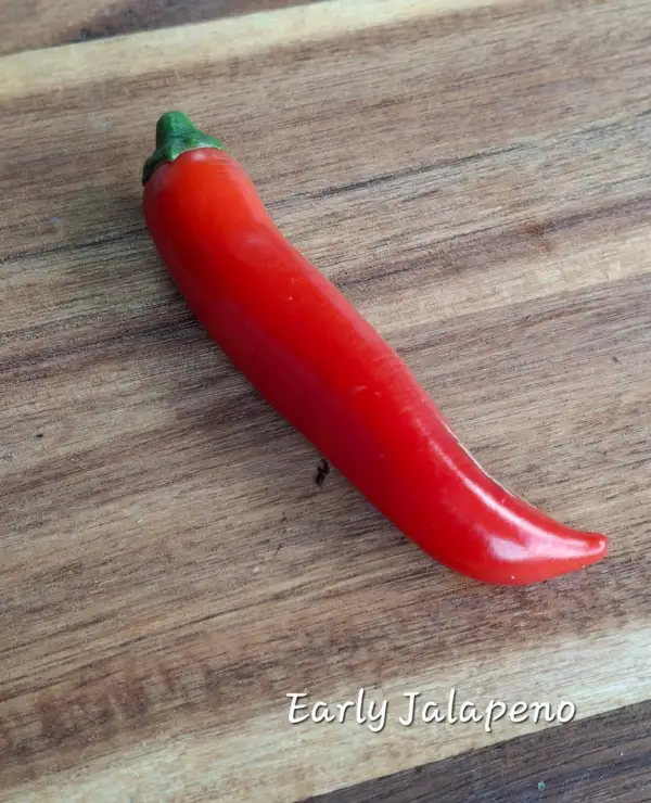 Chili / Paprika: Early Jalapeno