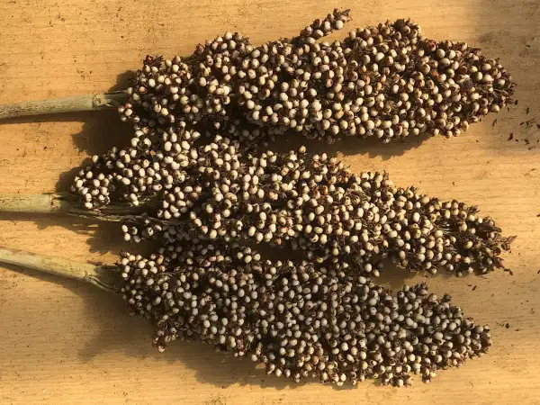 andere Gemüse: Early Kecskeméter (Sorghum bicolor)