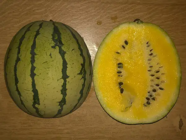 Melonen: Early Moon Beam wassermelone