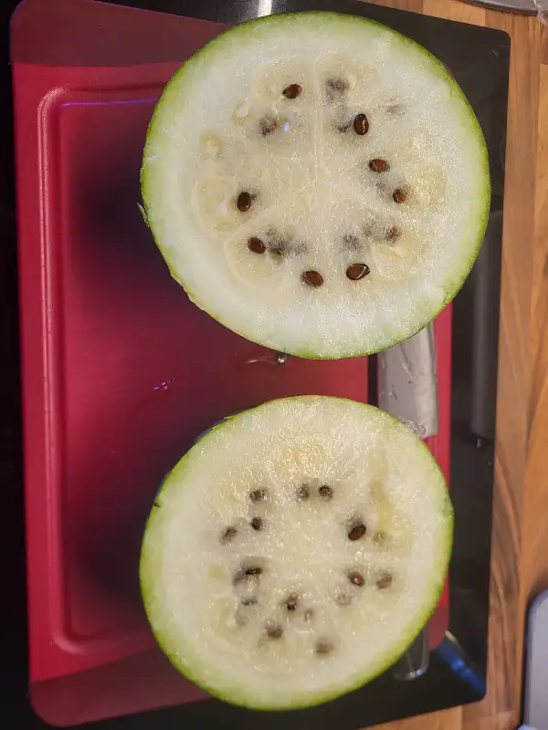 Melonen: Early Moonbeam