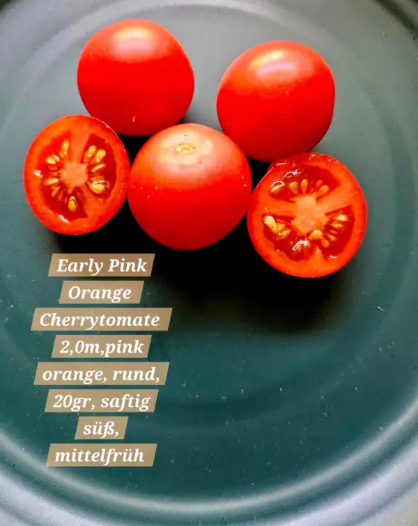 Tomaten: Early Pink