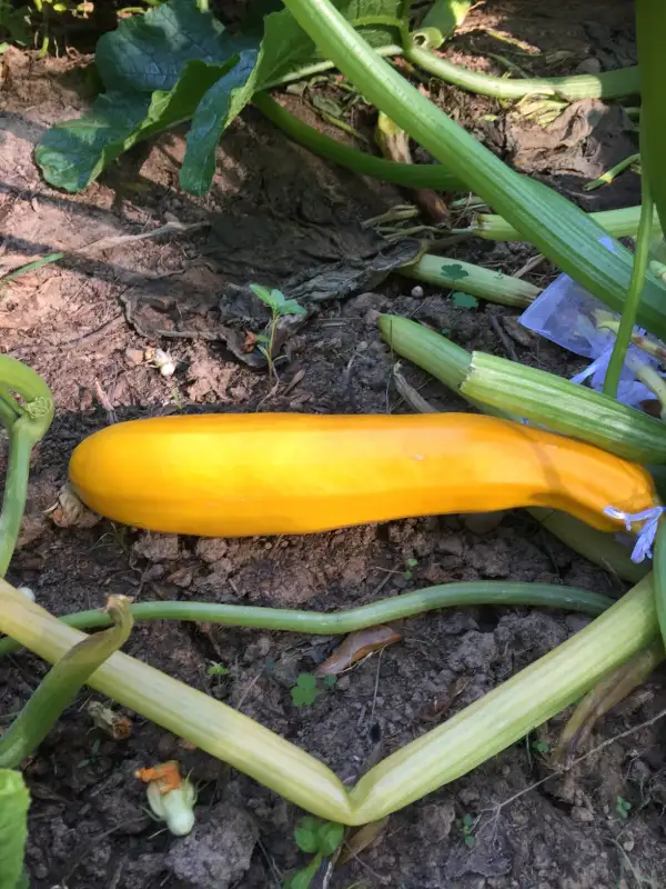 andere Gemüse: Early Prolific Straighneck zucchini