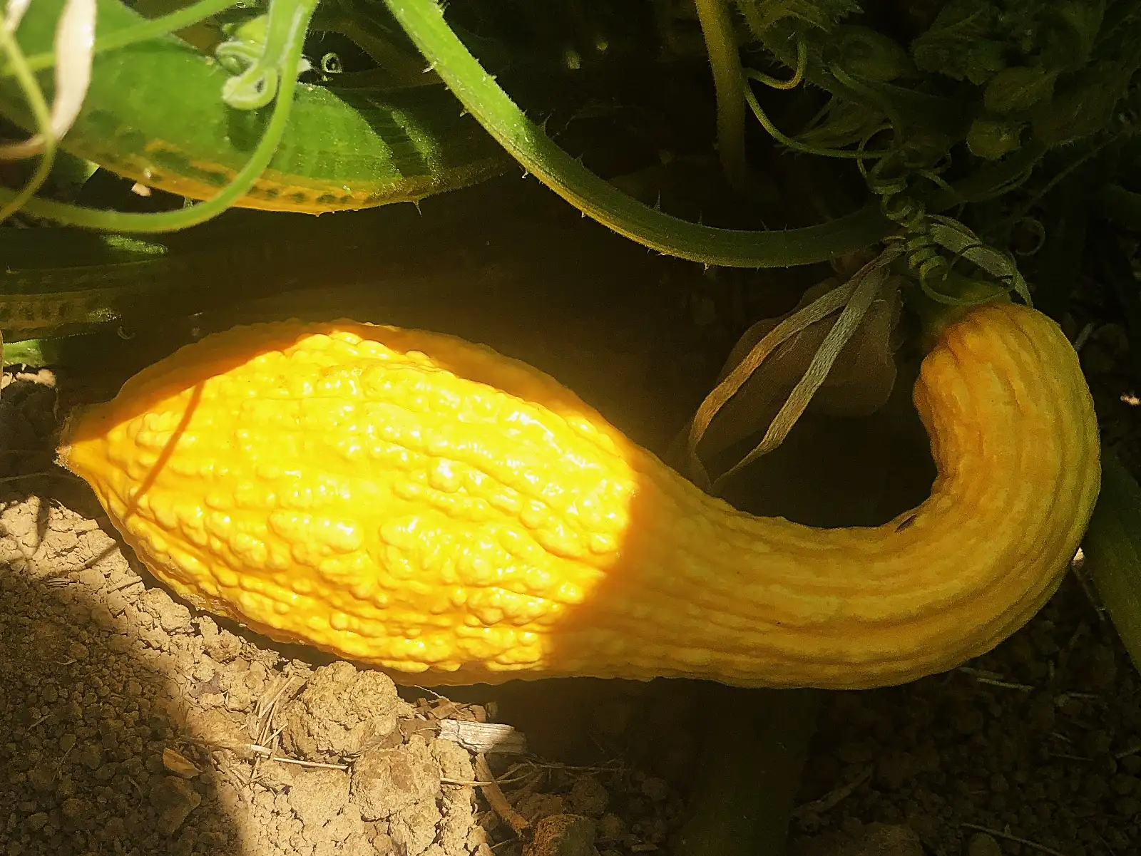 Zucchini: Early Summer Croockneck