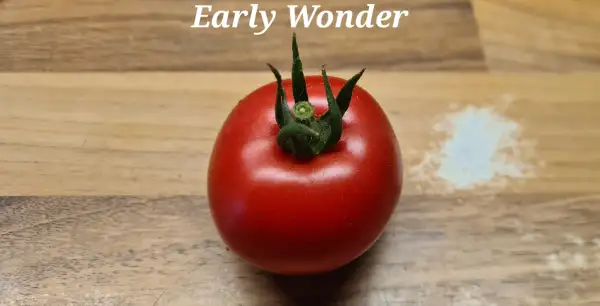 Tomaten: Early Wonder