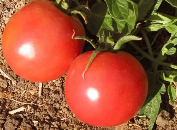 Tomaten: Early Wonder