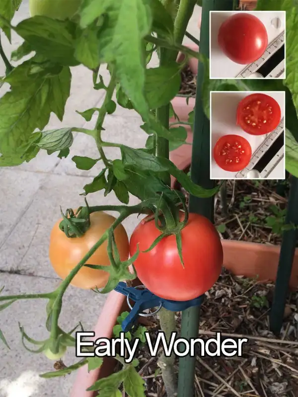 Tomaten: Early Wonder