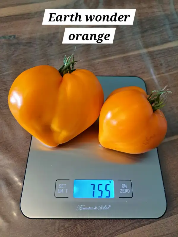Tomaten: Earth wonder orange