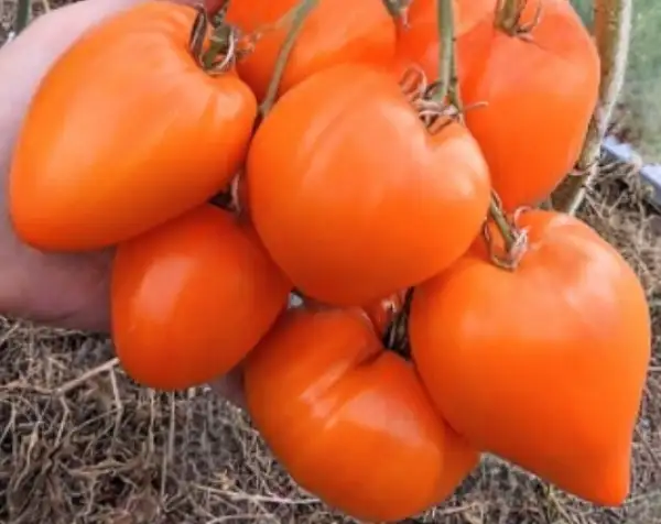 Tomaten: Earth wonder orange