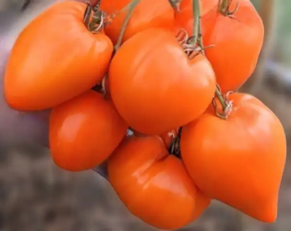 Tomaten: Earth wonder orange