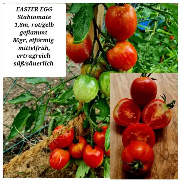 Tomaten: EASTER EGG