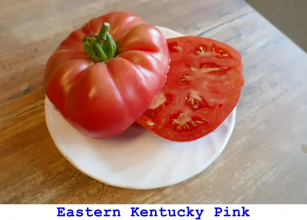 Tomaten: Eastern Kentucky Pink