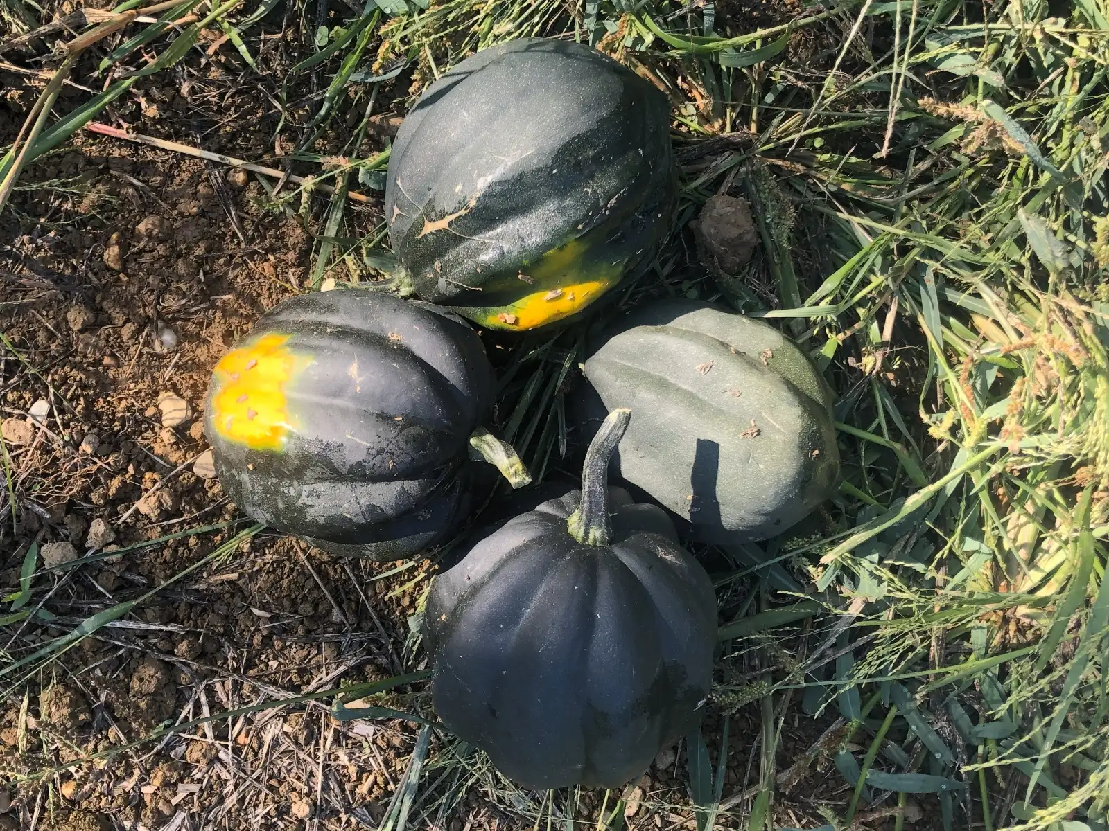 Kürbisse: Ebony Acorn