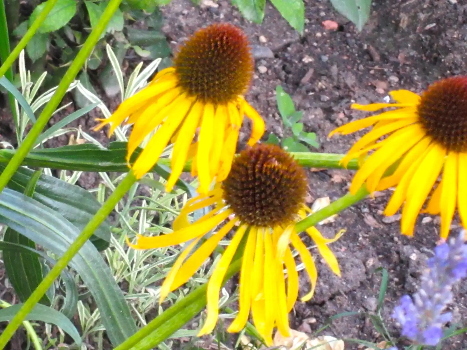 Stauden / Gehölz: Echinacea paradoxa ‣ ‣ ‣ ‣ ‣ ‣ Gelber Sonnenhut ‣ Yellow Coneflower