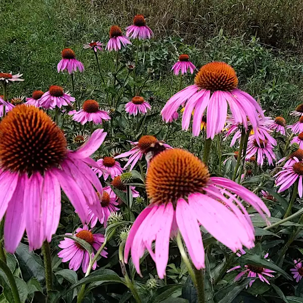 Blumen: Echinacea purple, der echte, purpurfarbene Sonnenhut