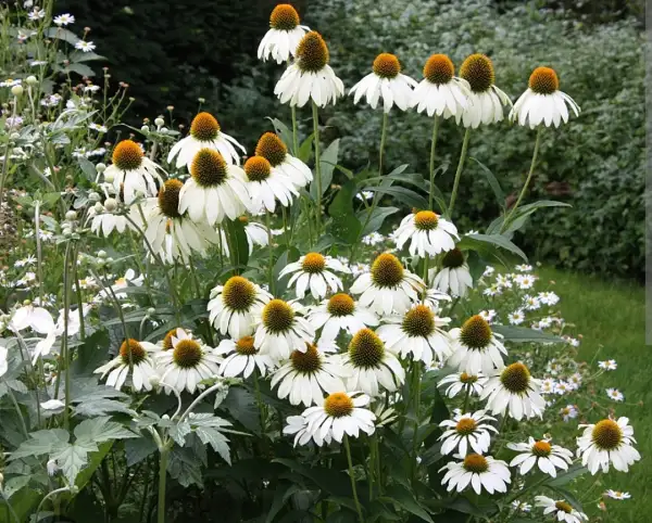 Stauden / Gehölz: Echinacea weiß