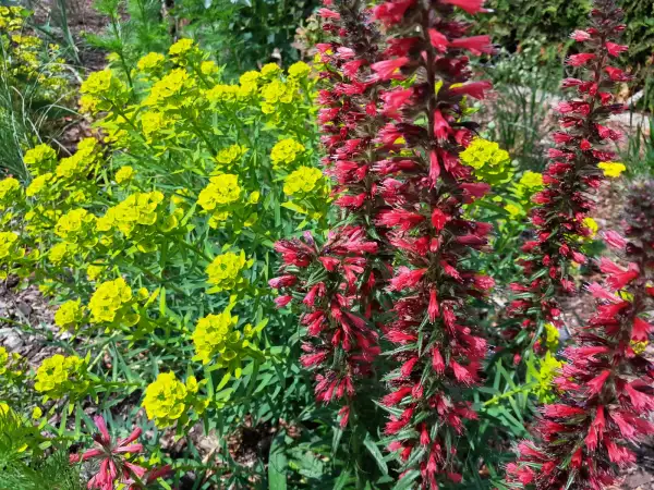 Stauden / Gehölz: Echium amoenum 